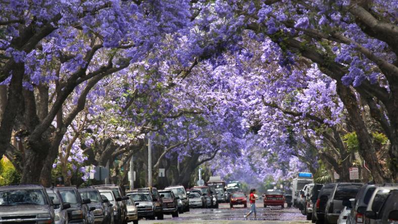 la-me-jacaranda-mk-la0009868688-20130604.jpeg